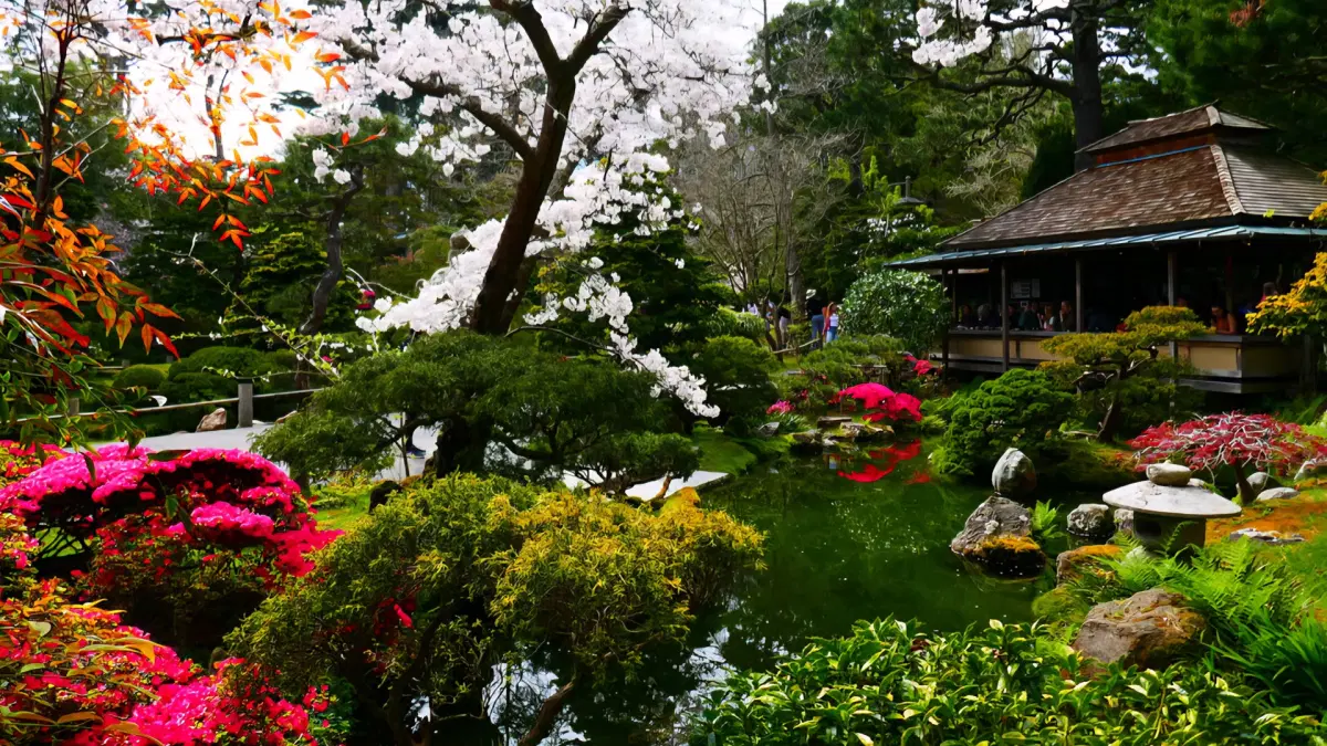 đżÂ A Morning Walk Of Awe -- Japanese Tea Garden