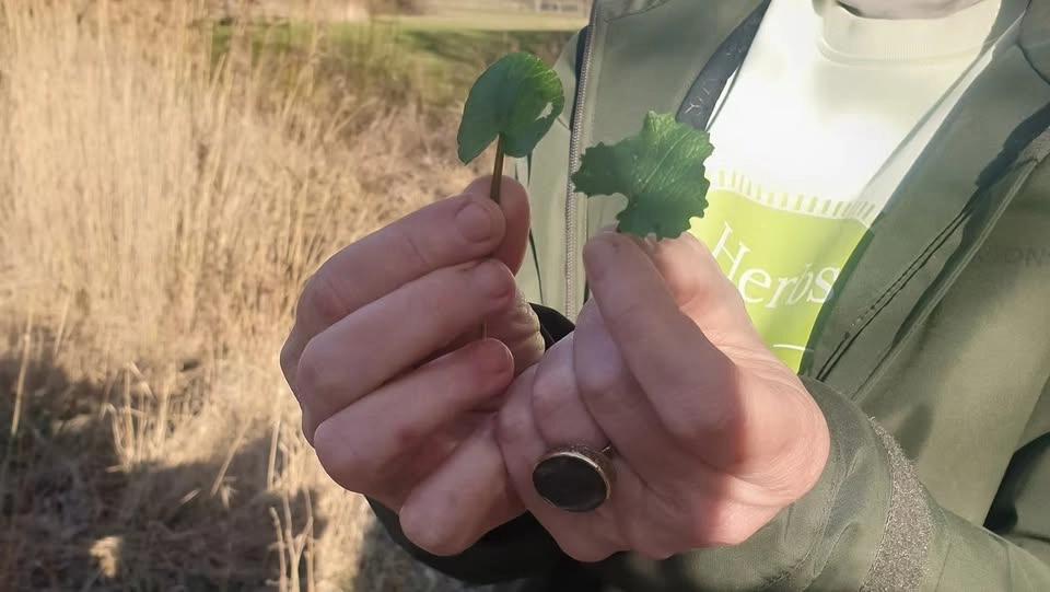 Vårens 2:a vilda växter promenad