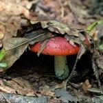 Mushroom Day in Scandinavia