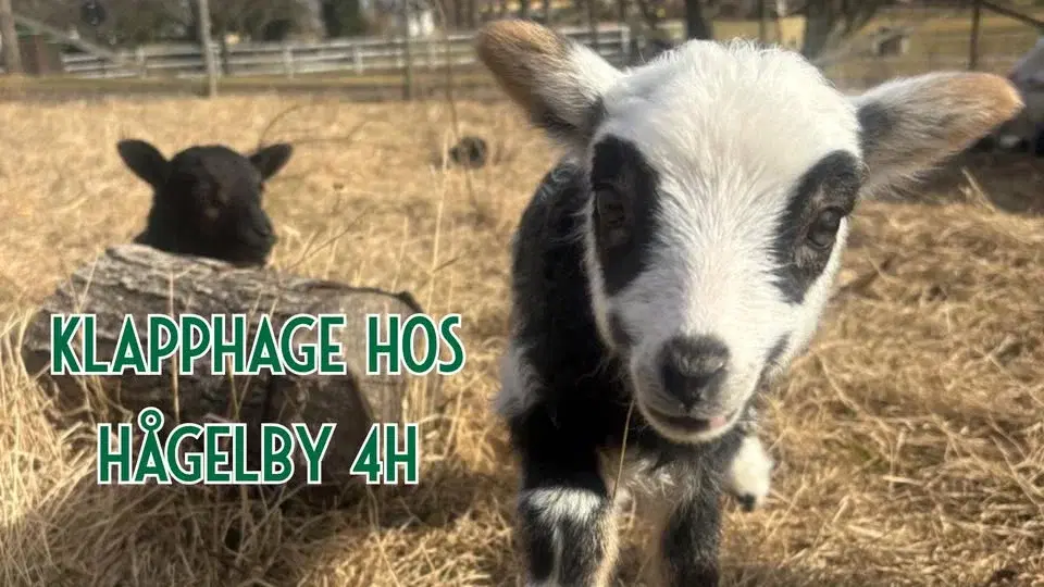 Klapphage hos Hågelby 4H