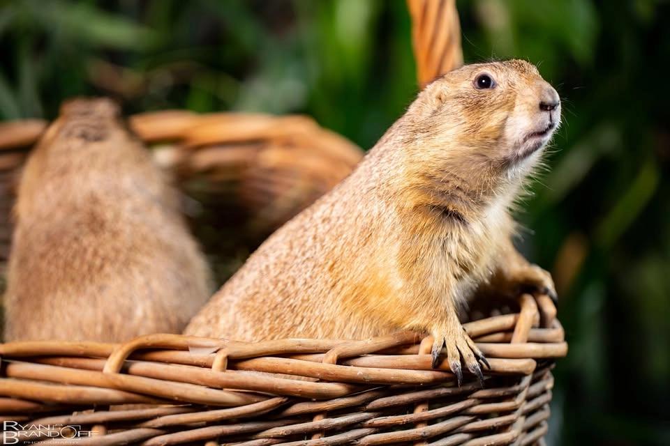 Cruise to Village Green - Scales & Tales Traveling Zoo