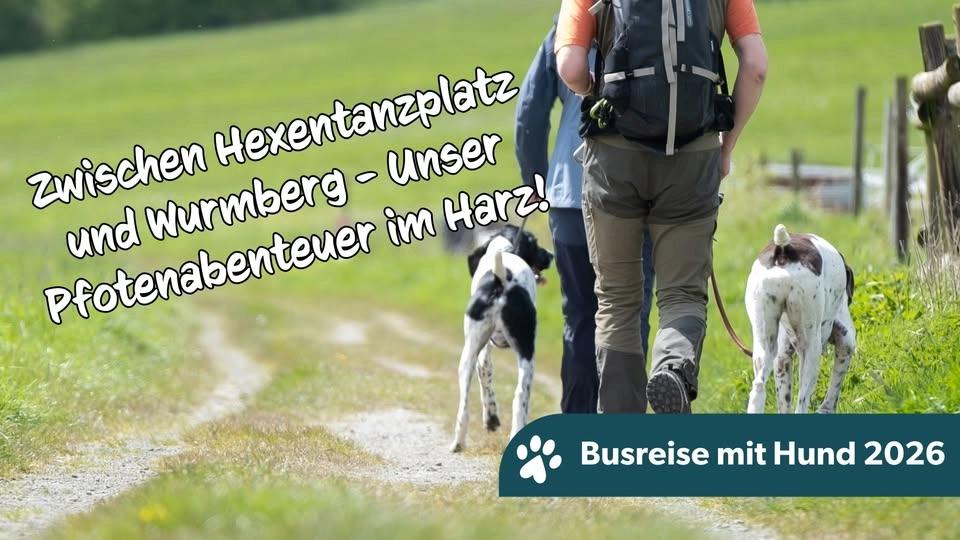 6 Tage | Zwischen Hexentanzplatz und Wurmberg - Unser Pfotenabenteuer im Harz!