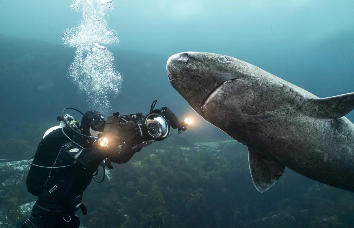 Sharks, Camera, Action!
