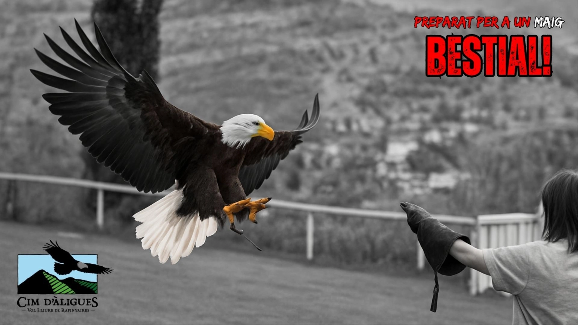 đŠ
UN VOL LLIURE AL CIM DâĂLIGUES â ESPECIAL MAIG SALVATGE!