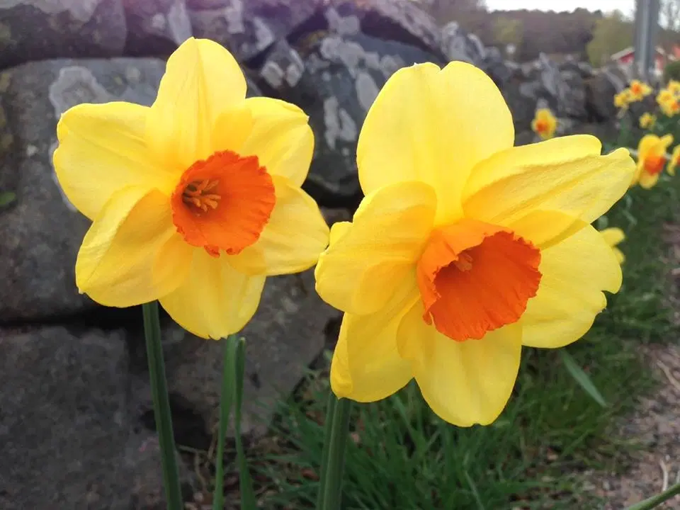 Vårsånger i Slottskogen