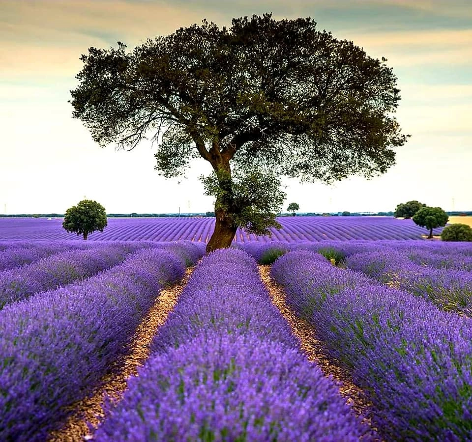 EXCURSIÓN A LOS CAMPOS DE LAVANDA 💜 Y FIESTAS MEDIEVALES DE HITA 🏰