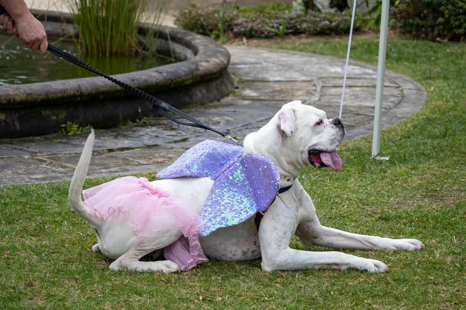 Dogs Day Out at Norman Lindsay Gallery