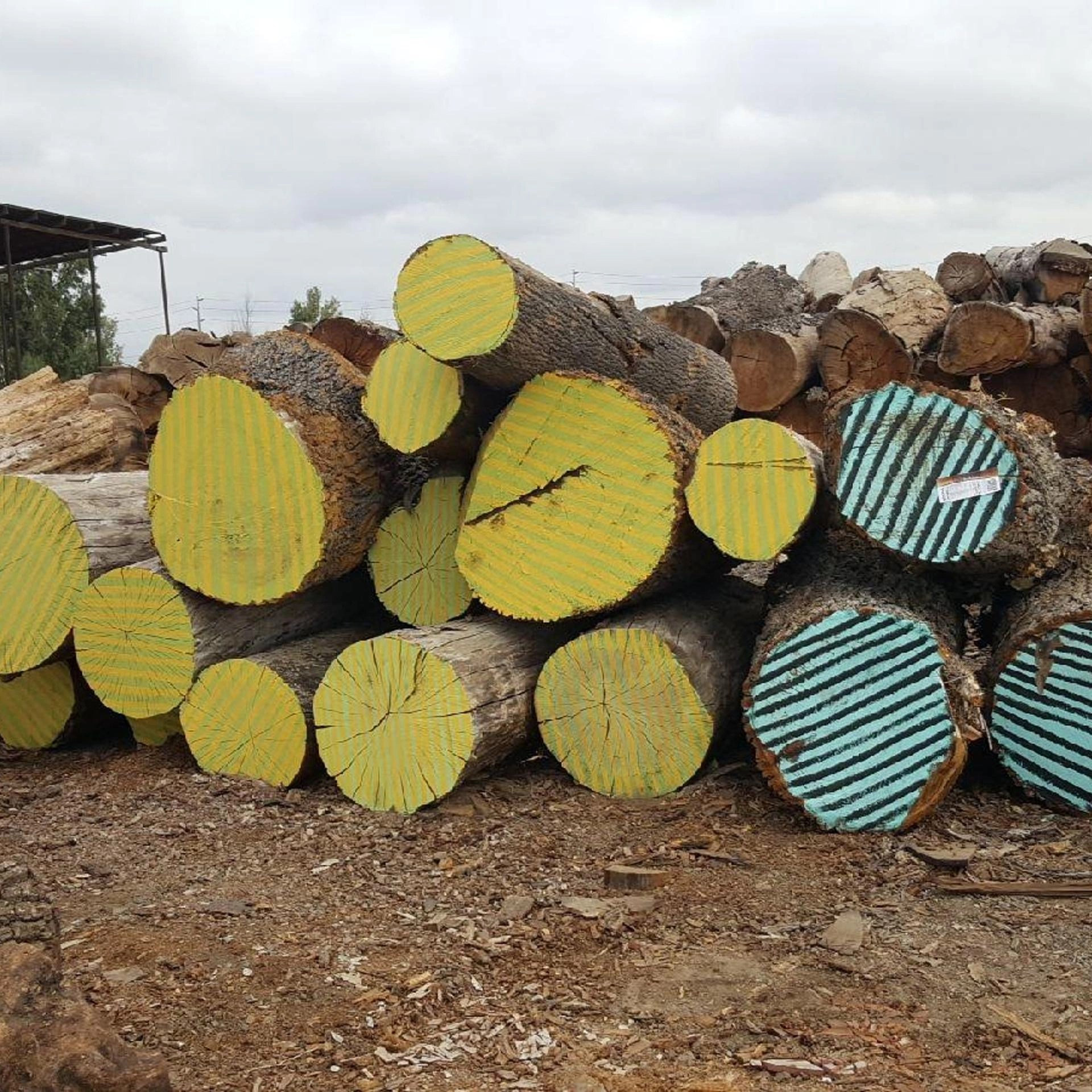 Woodworking Field Trip: Street Tree Revival Pt. 1