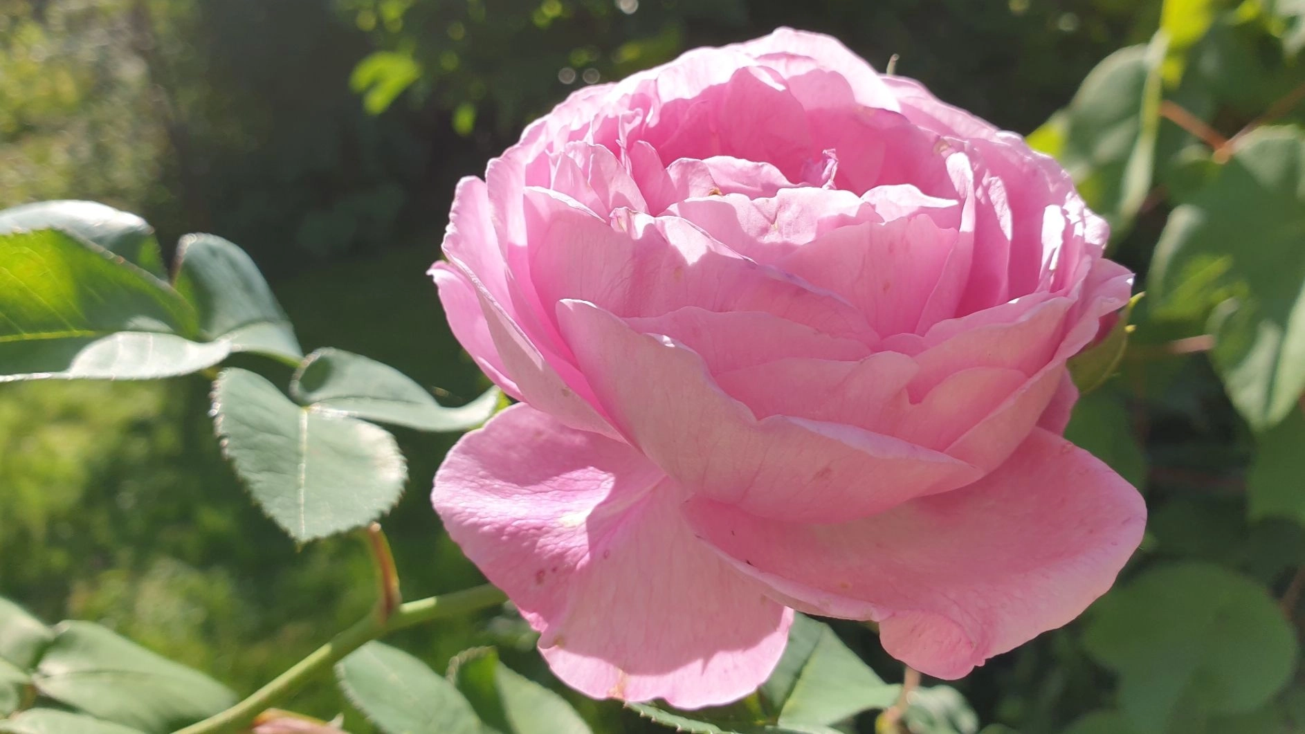 Omtyckta duetter och sånger