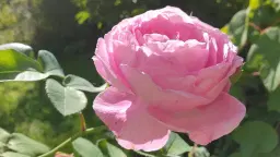 Omtyckta duetter och sånger