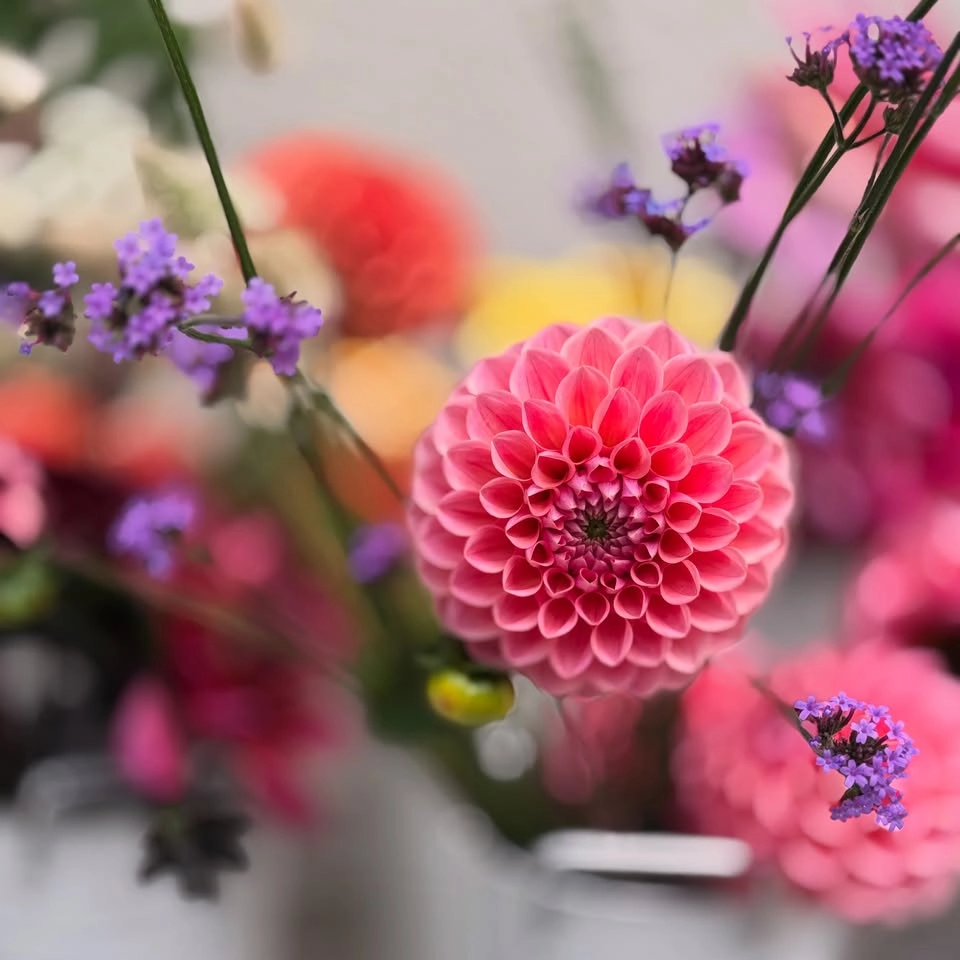 Dahlia District @siggesta workshop