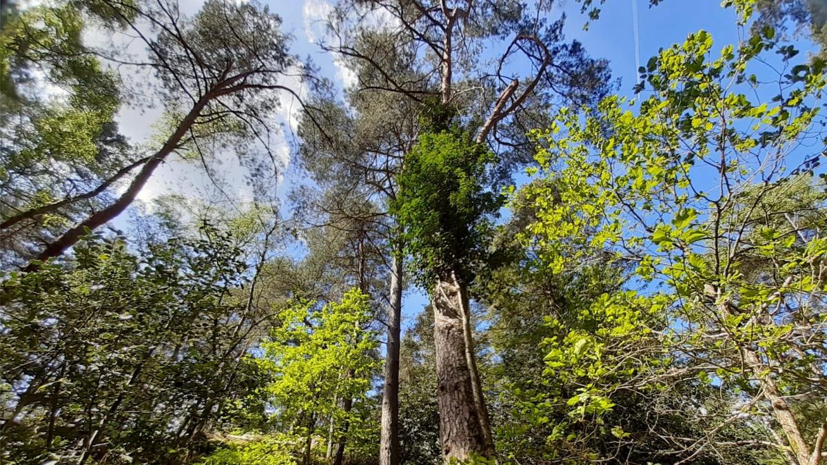 vendredi 8 mai (férié) : Invitation à vous laisser surprendre par la forêt