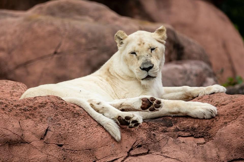 African Big Cat Day 🦁