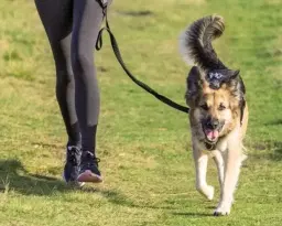 Draghundssektionen planeringsmöte