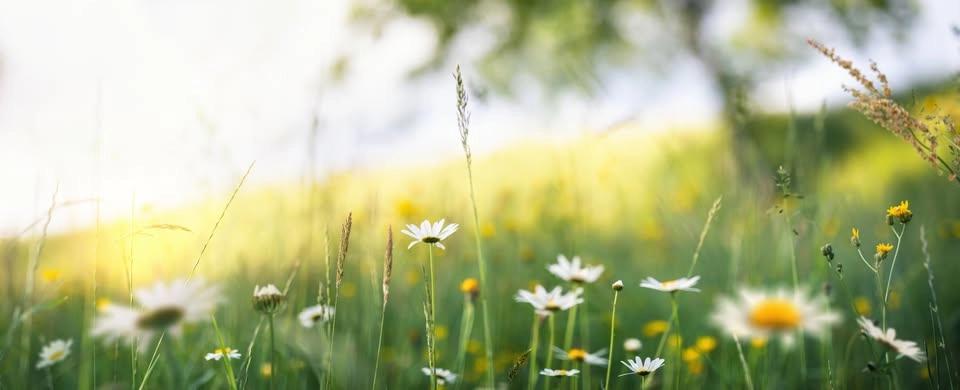 Midsommar 2026