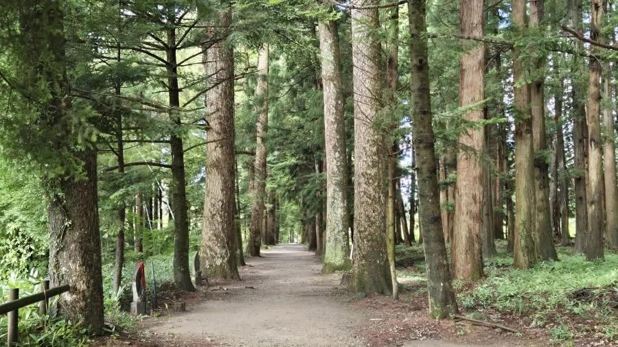 ジオパーク散歩in眼目山立山寺~栂並木を歩いて、曹洞宗の名刹と33観音参詣~