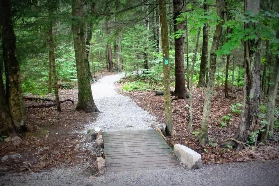 Summer Walk at Evergreen Woods