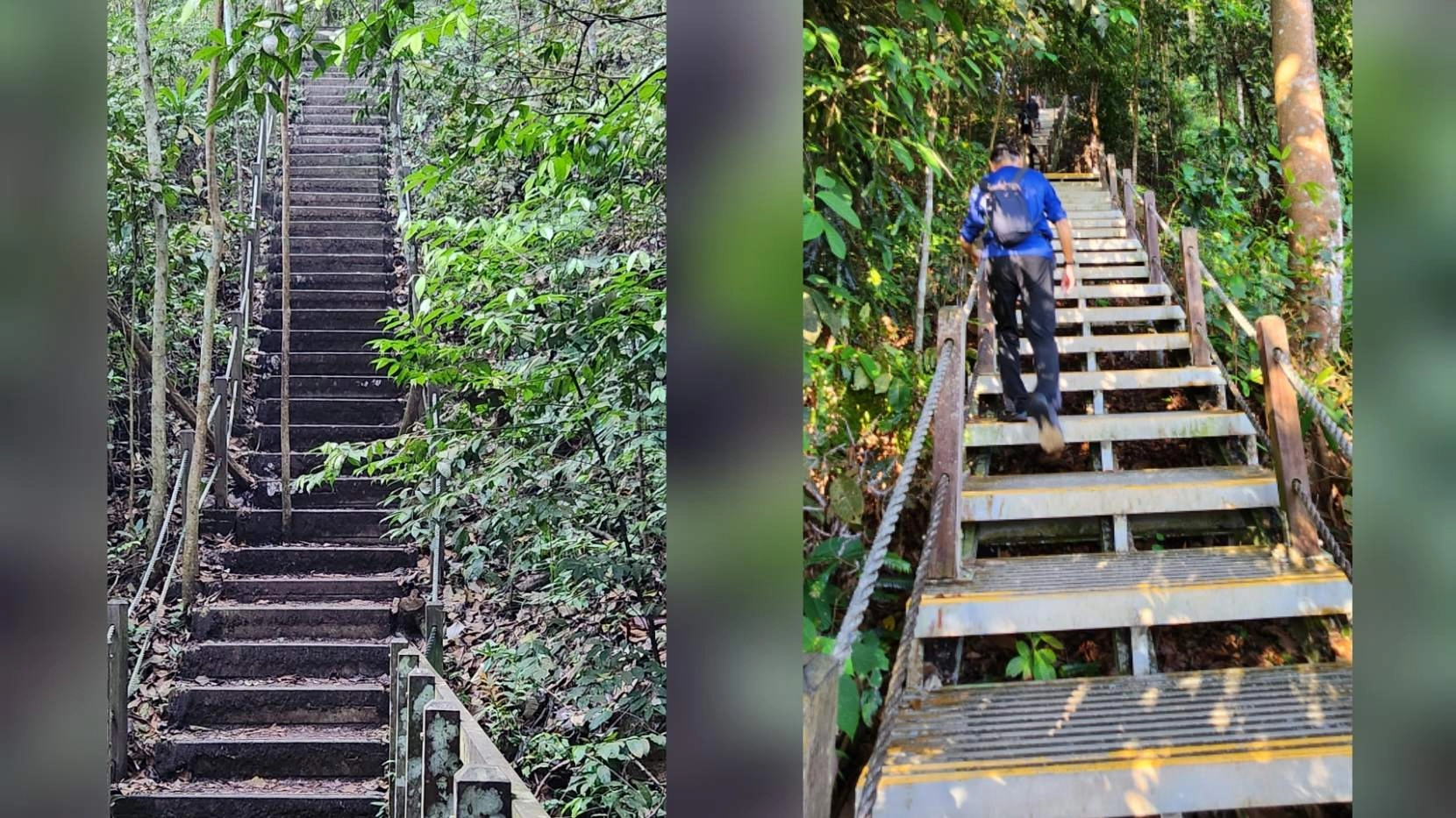 ♻️Devil's Steps / Dairy Farm Upper + Lower Loop / Bt Timah Summit / Cave Path🪖