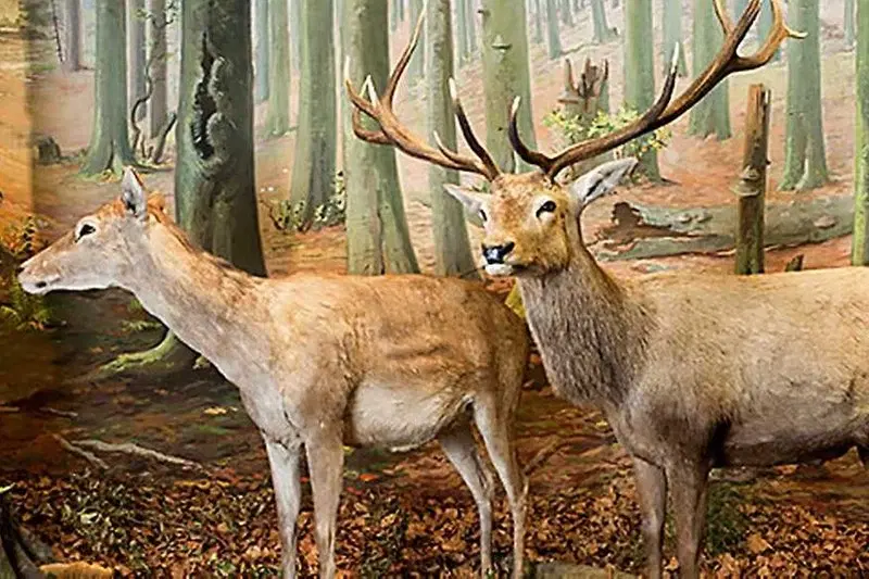 Biodiverzita Slovenska