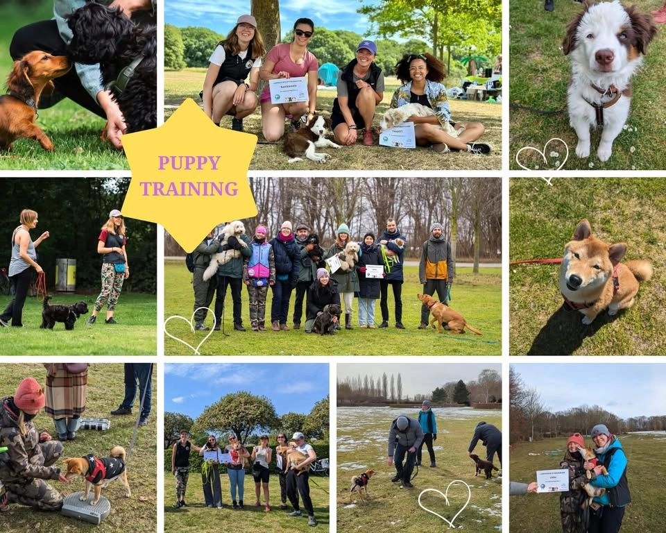 Group Puppy Classes