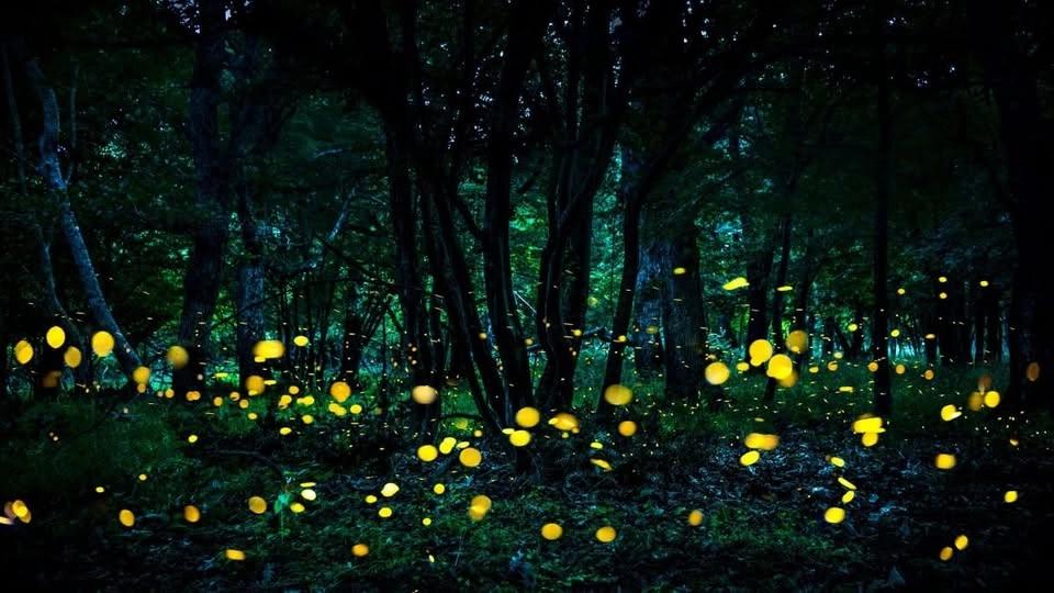 Voci di stelle e lucciole in amore sul Sentiero dei Monaci