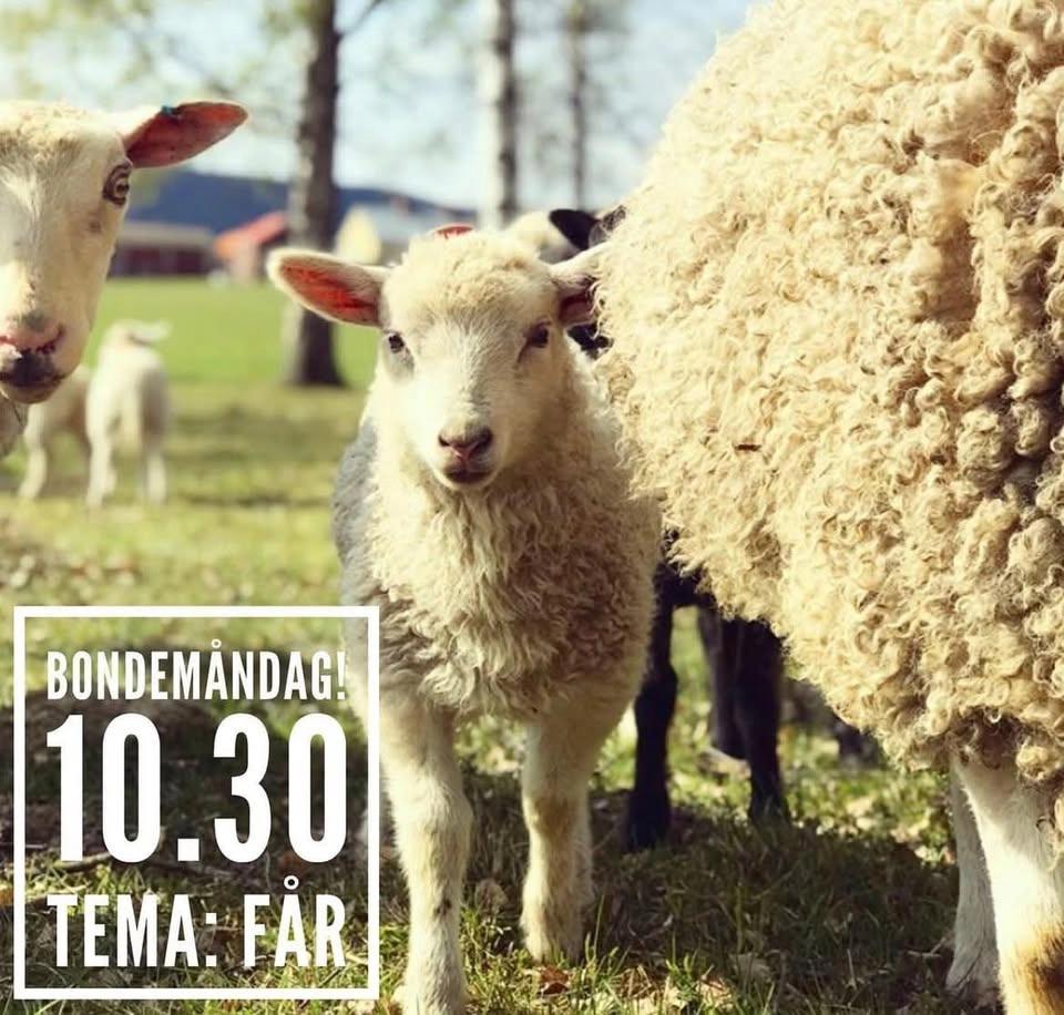 Bondemåndag - får
