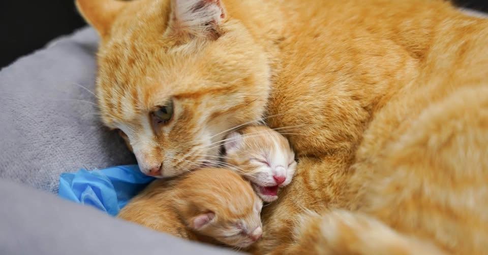 Kitten Workshop: Atlanta