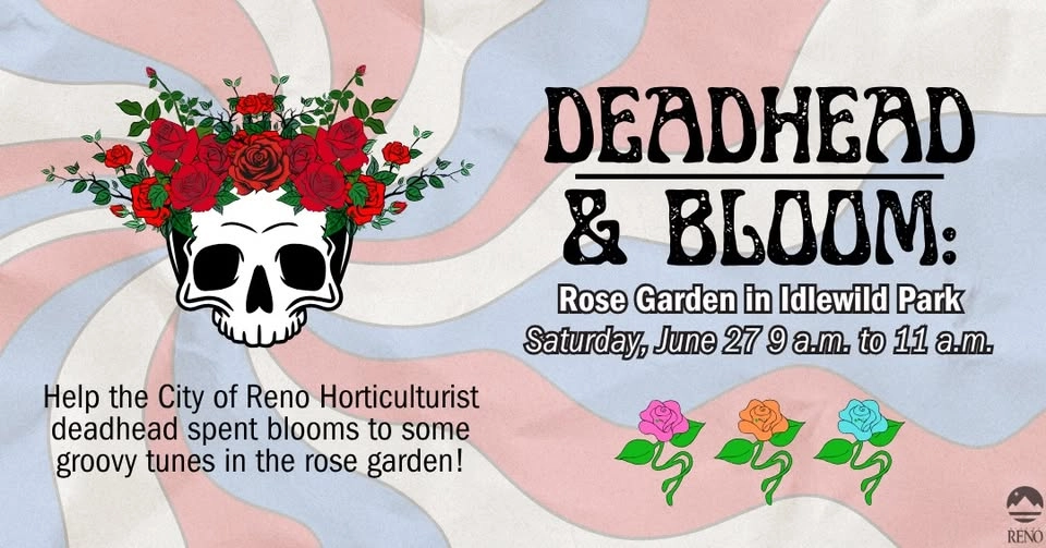 Deadhead and Bloom in the Rose Garden