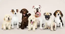 Bästa Valpen (kurs för dig och din valp)