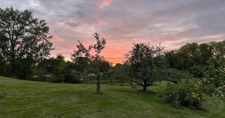 Old Mill Orchard (The Tasting Grove)