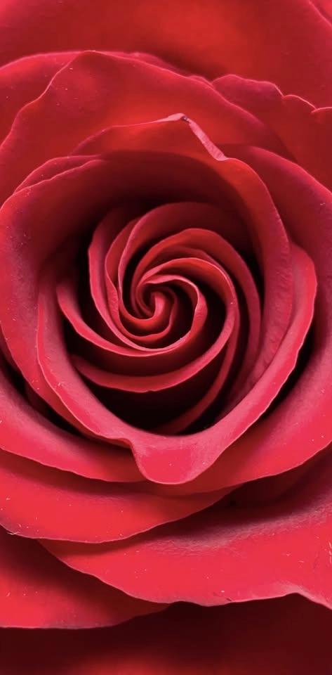 🌹 Rosens Tempel 🌹 Ängdala Gård på Österlen
