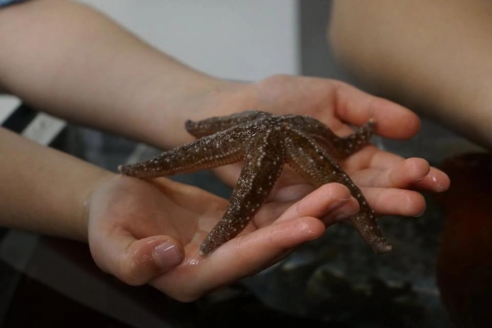 Bees & Seas - Free Program with X-Oceans Outreach, Museum of Industry Courtyard