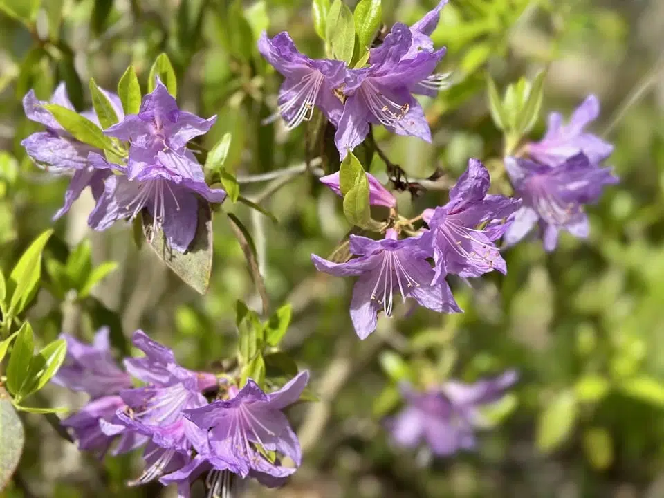 Rhododendrondalen i blom
