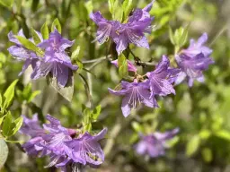 Rhododendrondalen i blom