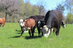 Kosläpp i Södertälje 2026 (Kom i tid, det är en bit att gå från parkeringen)