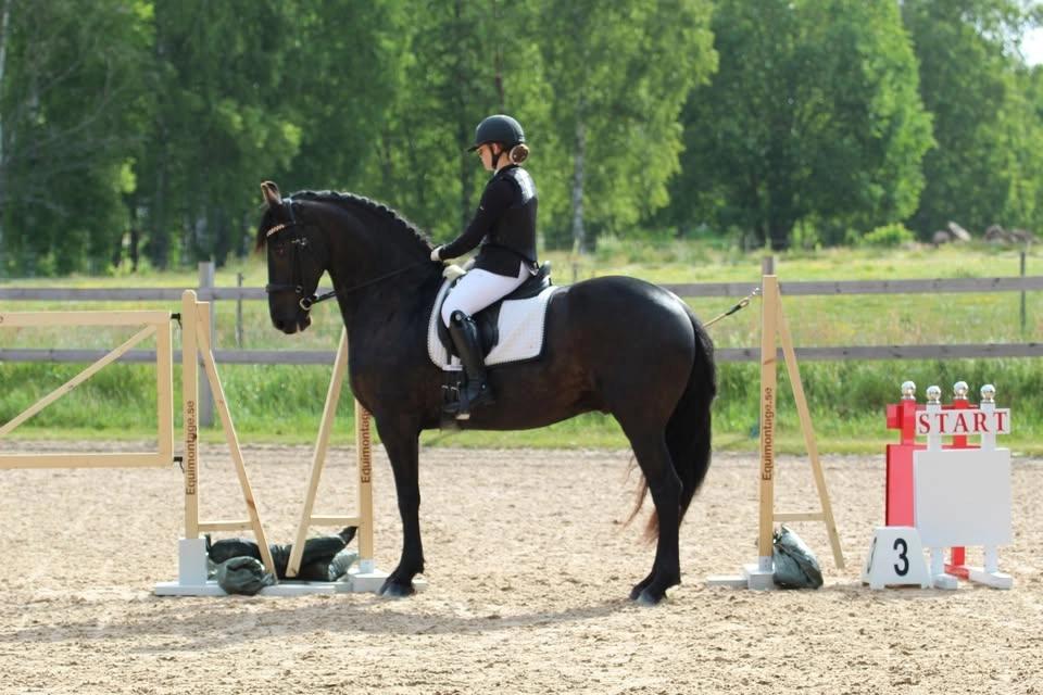 Frieserchampionat Working Equitation