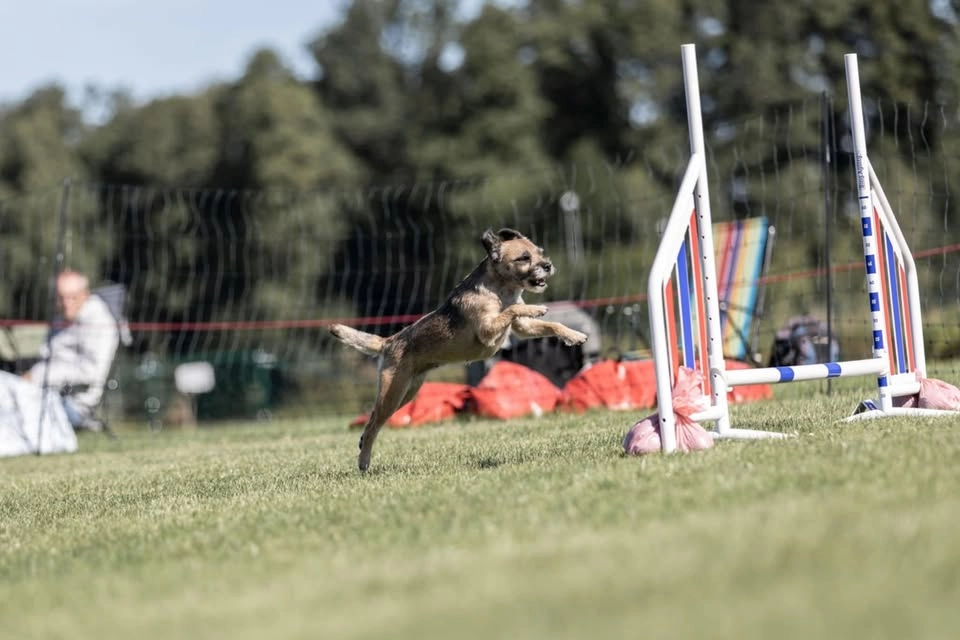 Blåbärs tävling 🫐