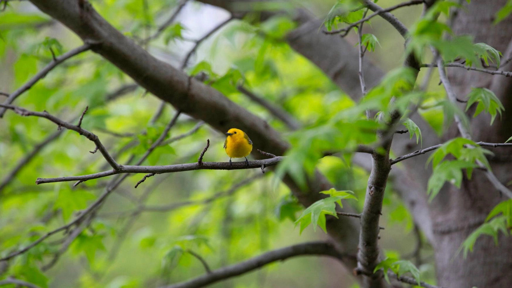 Earth Day Celebration