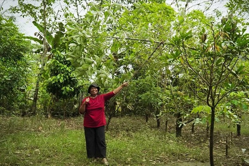 The Kratom Collectors