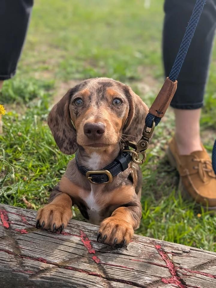 Puppy Club