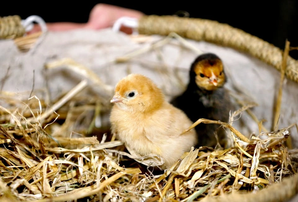 Påsklov i Mariebergsskogen