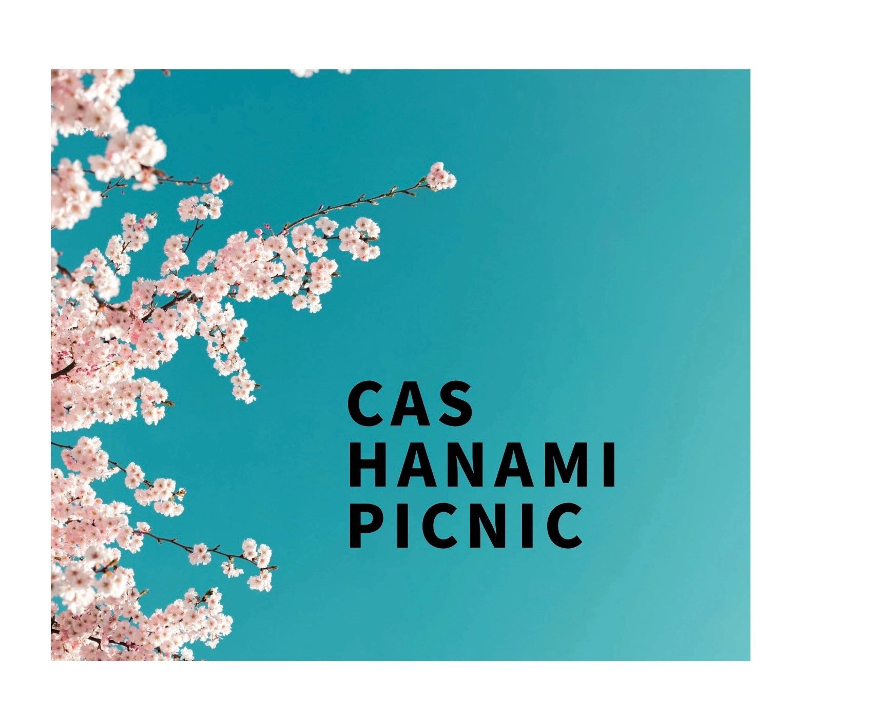CASđĄđžHanami Picnic đŠđ±Language Exchange FREE