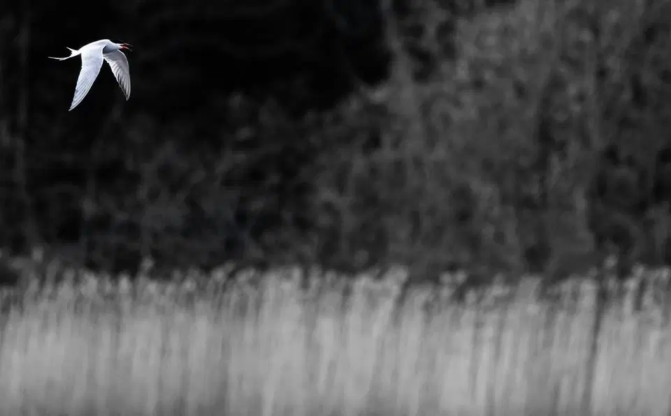 Vardagsvandring Dalbyviken