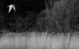 Vardagsvandring Dalbyviken