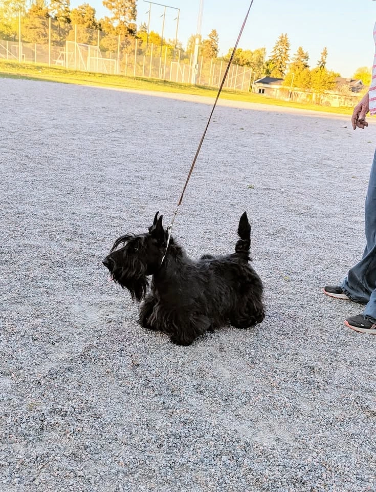 Utställningsträning i Vallentuna
