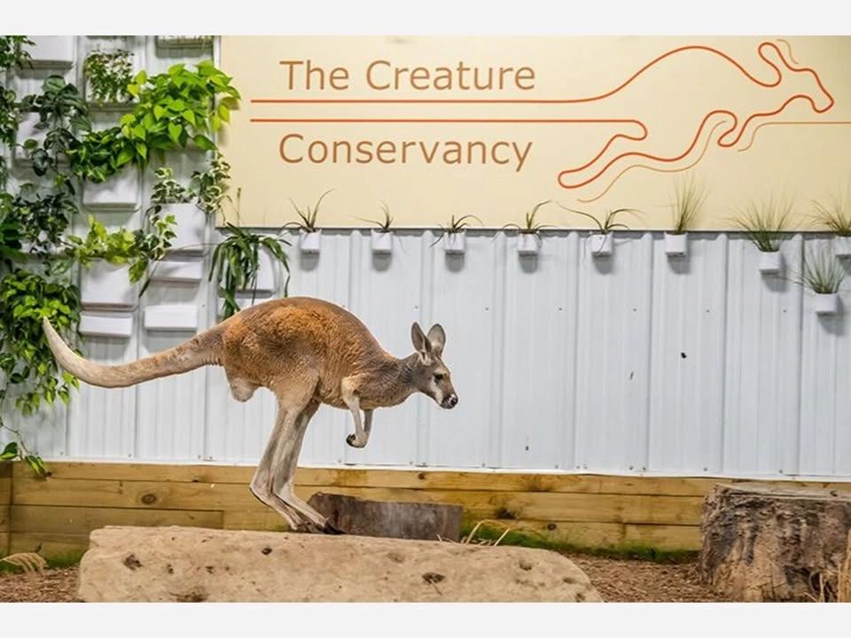 An Afternoon with the Creature Conservancy