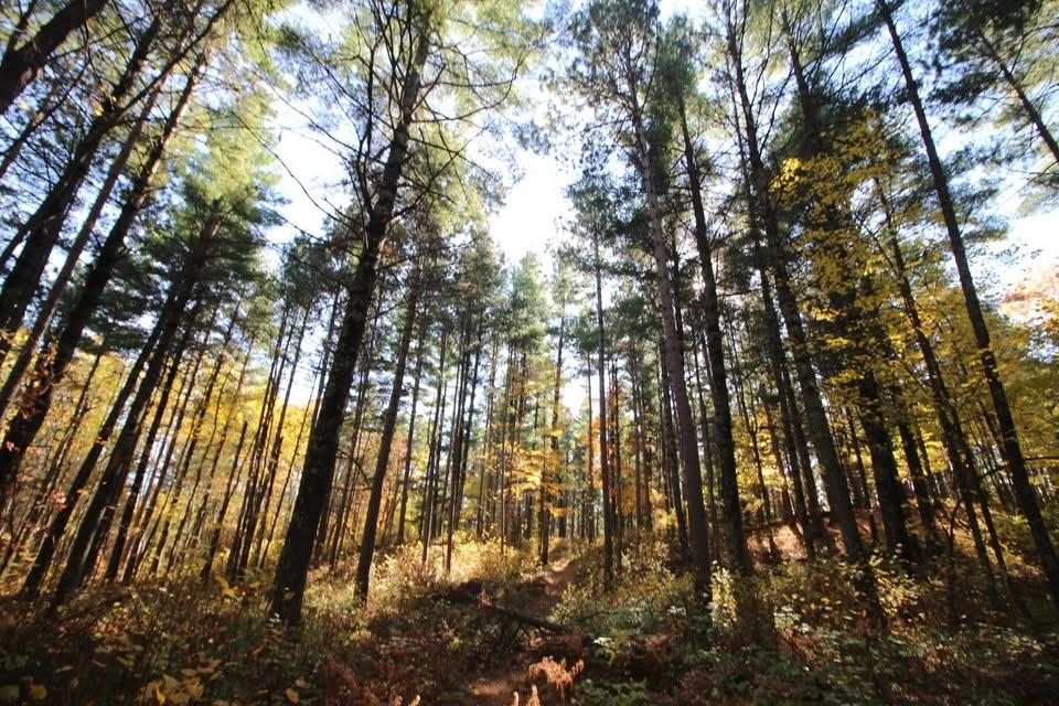 Meet us in the Forest: Summer Rendezvous!
