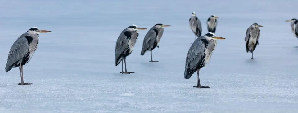 Hembygdstorsdag: naturfotografen Kenneth Olausson