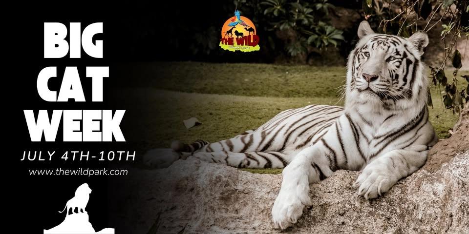 Big Cat Week 🦁 🐯