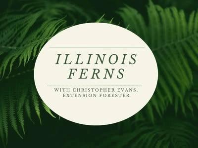 Illinois Ferns: Ecology and Identification